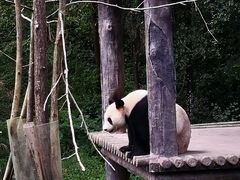 -中国大熊猫保护研究中心雅安碧峰峡基地