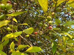 -侯臣咖啡文化村