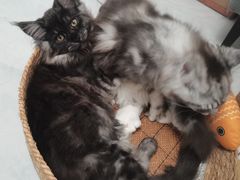 -瑞鹏瑞爱宠物医院·全科·猫科·血液透析中心(龙头寺店)