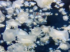 -太平洋海底世界