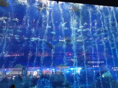 -成都浩海立方海洋公园