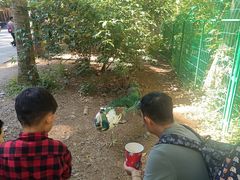 -西双版纳原始森林公园