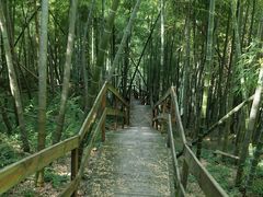 -宁波浙东大竹海景区