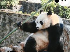-都江堰中华大熊猫苑