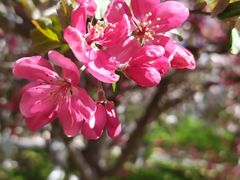 -海棠花溪(元大都城垣遗址公园)