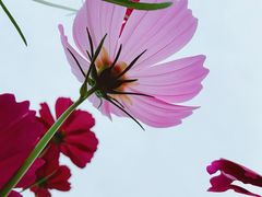 -花开海上生态园