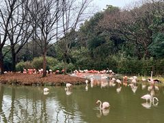 -上海野生动物园
