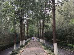 -合肥滨湖国家森林公园