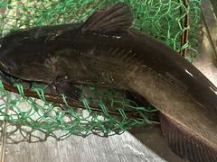 -金三可市井水煮鱼(金碧园店)