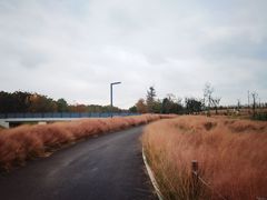 -上海滨江森林公园