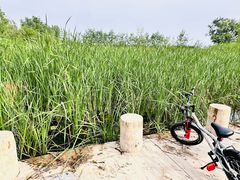 -绿堤公园