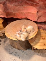 -Zoolung Zoolung动物主题公园(海信广场店)