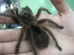 -藦茜花园宠物主题亲子互动体验馆(国顺东路店)
