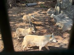 -深圳野生动物园