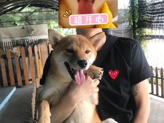 -柴犬高等学院·狗咖·柴犬售卖·宠物训练