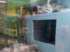 -FAELING PETS美天灵宠物(合生汇店)