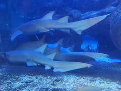 -太平洋海底世界