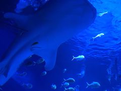 -烟台海昌鲸鲨海洋公园