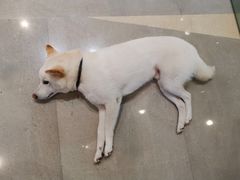 -柴务处·柴犬主题狗咖