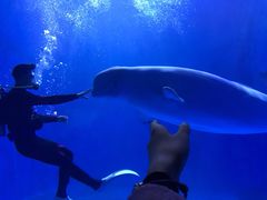 -多彩贵州城极地海洋世界