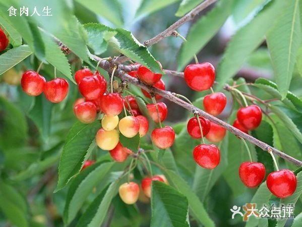 门头沟妙峰山樱桃沟图片