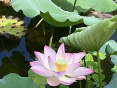 -荔湾湖公园