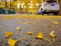 -三里屯东五街银杏大道