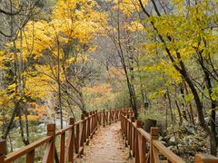 -青峰峡国家森林公园