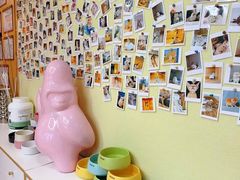 -猫十亿·布偶金渐层·曼基康矮脚猫舍(青年路店)
