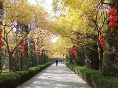 -大槐树寻根祭祖园