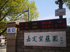 -嘉定紫藤园