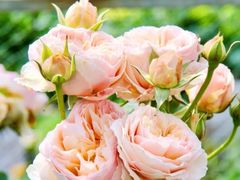 -前小桔亲子创意农场·草莓采摘·露营烧烤