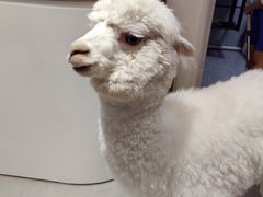-Heymao猫咖.咖啡厅(东门店)