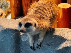 -Zoolung Zoolung动物主题公园(海信广场店)