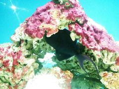 -北戴河圣蓝海洋公园