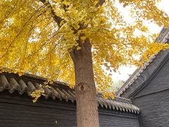-长安寺