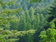 -四明山国家森林公园