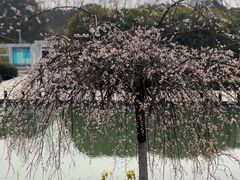 -白塘生态植物园