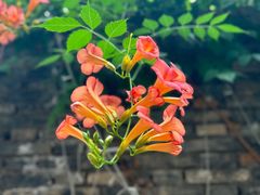 -林泷记·菜饭酒馆·秫香宴