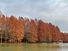 -上海海湾国家森林公园