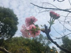 -南山植物园