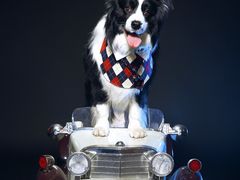 -超宠爱宠物摄影-Super pet