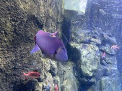 -太平洋海底世界