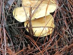 -铁山坪森林公园