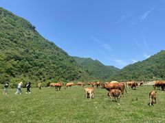 -狮子沟牧场