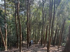 -佛山市三水区大南山森林公园