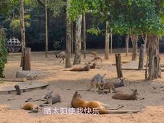 -广州长隆野生动物世界