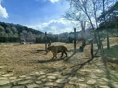 -沈阳森林动物园