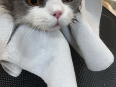 -momokira米努特·德文卷毛猫·棉花面纱犬