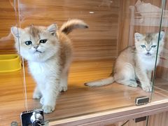 -猫十亿·布偶金渐层·曼基康矮脚猫舍(青年路店)